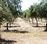 Talinga Grove Olive Oils - E Caravan Parks