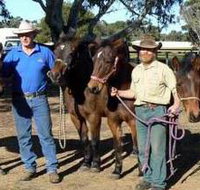 Coffin Bay Brumby Preservation Society Incorporated