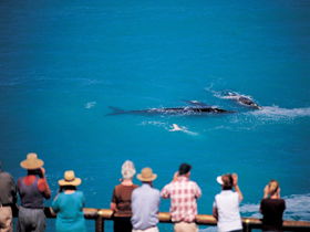 Nullarbor SA E Caravan Parks