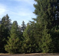 Pialligo Redwood Forest - E Caravan Parks
