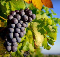 Panorama Vineyard - E Caravan Parks