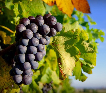 Panorama Vineyard - E Caravan Parks 0