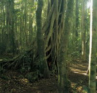 Lamington National Park Binna Burra Section - E Caravan Parks