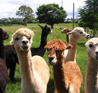 Banyandah Alpacas - E Caravan Parks