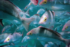 Wolf Rock Dive Site - E Caravan Parks 0