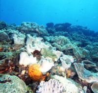 Mudjimba Old Woman Island Dive Site - E Caravan Parks