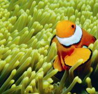 Thetford Reef Dive Site - E Caravan Parks