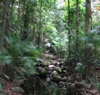Mossman Gorge Rainforest Circuit Track Daintree National Park - E Caravan Parks
