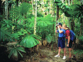 Mount Sorrow Ridge Trail, Daintree National Park - E Caravan Parks 0