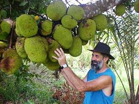 Cape Trib Exotic Fruit Farm - E Caravan Parks 0