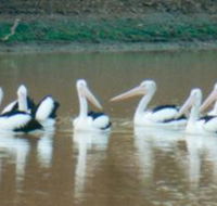 Pelican Point - E Caravan Parks