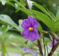 Alpha Native Flower Garden - E Caravan Parks