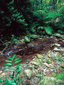 Wompoo Walk - E Caravan Parks 0