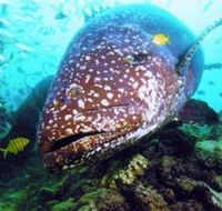 Lady Musgrave Island Dive Sites - E Caravan Parks