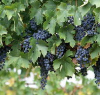 South Burnett Wine Trail - E Caravan Parks