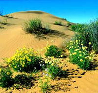 Simpson Desert National Park - E Caravan Parks