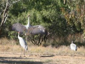 Bulloo River Walk - E Caravan Parks 0