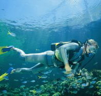 Manta Ray Bommie Dive Site - E Caravan Parks