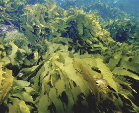 Barwon Bluff Marine Sanctuary - E Caravan Parks 0