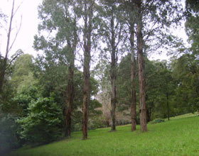 Mount Dandenong Arboretum - E Caravan Parks 0