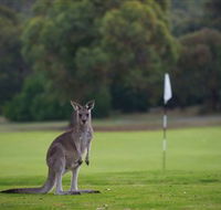 Anglesea Golf Club - E Caravan Parks