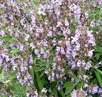 Otway Herbs - E Caravan Parks