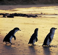 Phillip Island Nature Park - E Caravan Parks