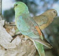 Lake Albacutya Regional Park - E Caravan Parks