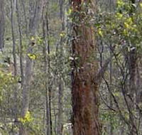 Heathcote-Graytown National Park - E Caravan Parks