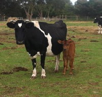 Animal Land Children's Farm - E Caravan Parks