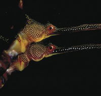 Eagle Rock Marine Sanctuary - E Caravan Parks