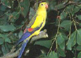 Yanac VIC E Caravan Parks