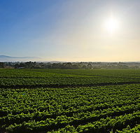 GREENSTONE VINEYARDS - E Caravan Parks
