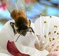 Clayridge Honey - E Caravan Parks