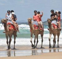 Camel Rides with Coffs Coast Camels - E Caravan Parks