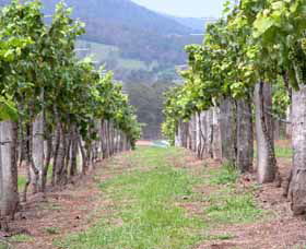 Villa D Esta Vineyard - E Caravan Parks 1