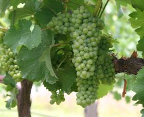 Roses Vineyard At Innes View - E Caravan Parks 4