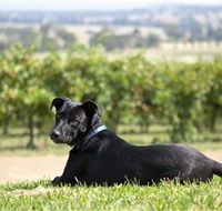 Moothi Estate Vineyard and Cellar Door - E Caravan Parks