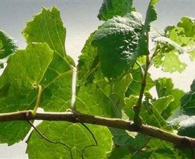 Angullong Wines - E Caravan Parks 1