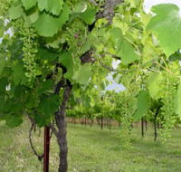 Holland Wines - E Caravan Parks