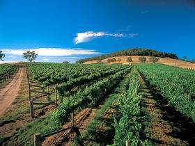 Thorn-Clarke Wines - E Caravan Parks 1