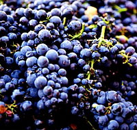 Nandroya Vineyard - E Caravan Parks