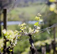 Mount Cole WineWorks - E Caravan Parks