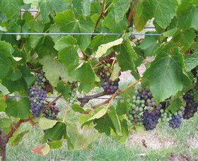 Dinny Goonan Wines - E Caravan Parks 0