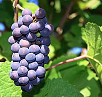 Tinderbox Vineyard - E Caravan Parks