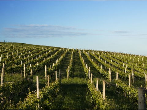 Delamere Vineyard - E Caravan Parks 0