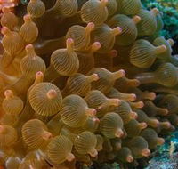Coral Gardens Dive Site Mooloolaba - E Caravan Parks