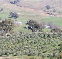 Wymah Organic Olives and Lambs - E Caravan Parks