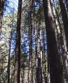 Sugarpine Walk - E Caravan Parks 1