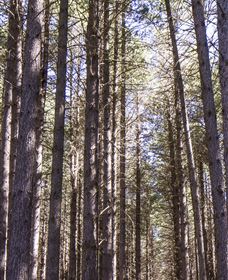 Sugarpine Walk - E Caravan Parks 3